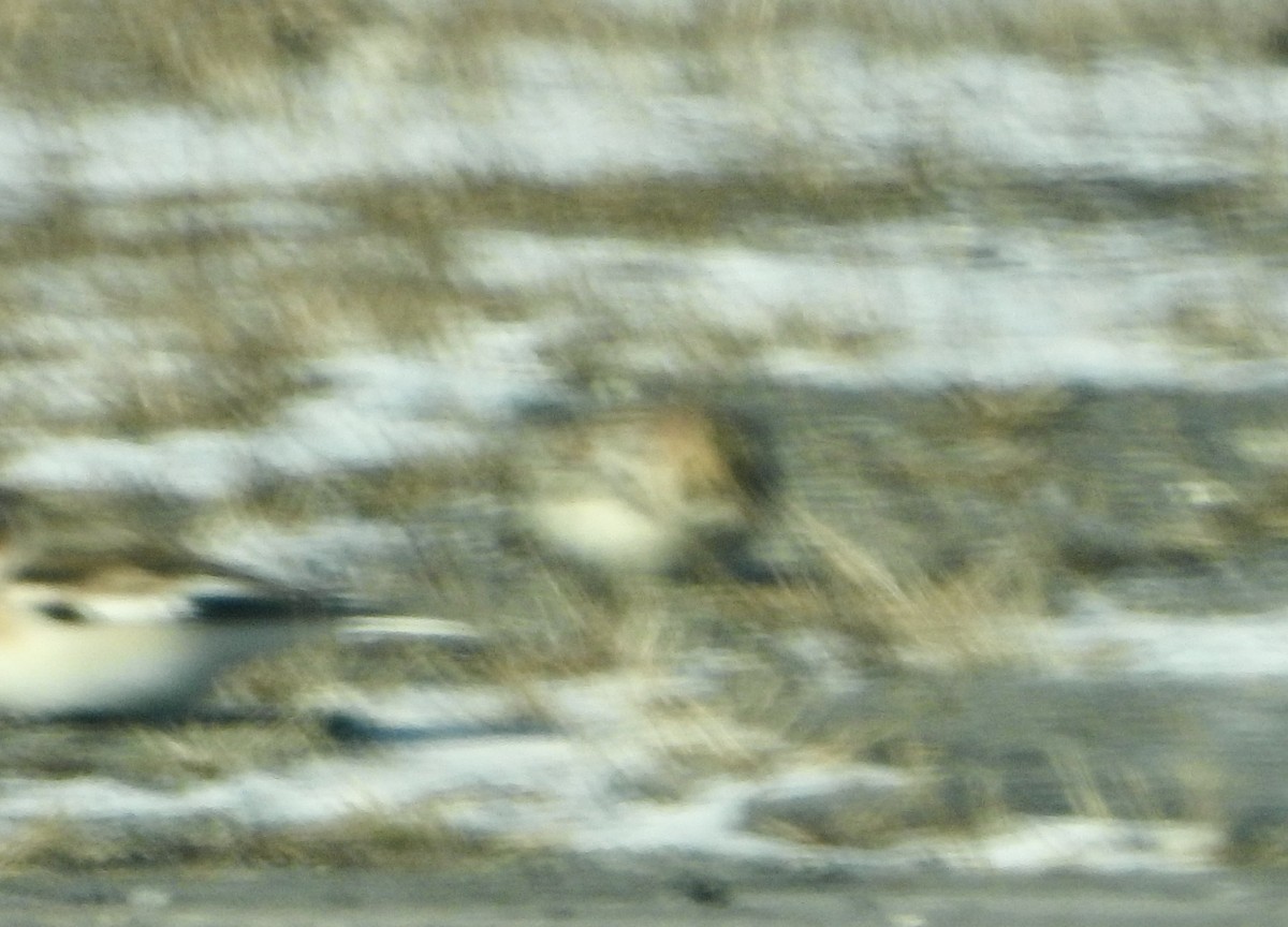 Mahmuzlu Çinte - ML646648857