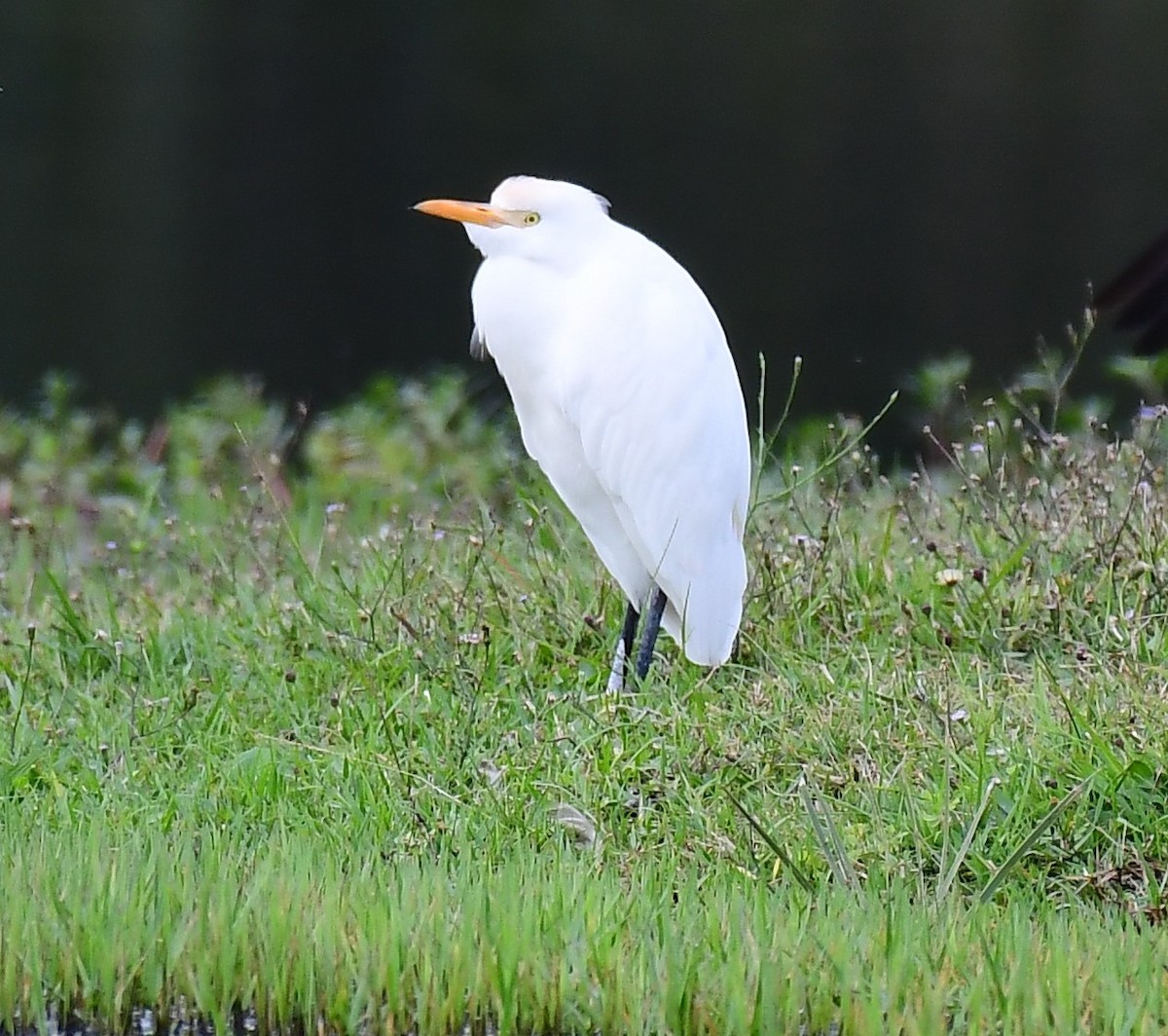 ニシアマサギ - ML646648858