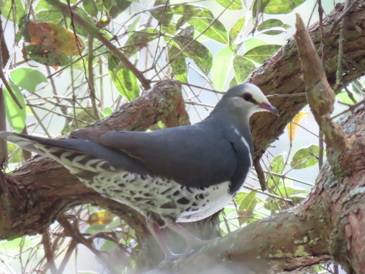 Wongataube - ML646648859