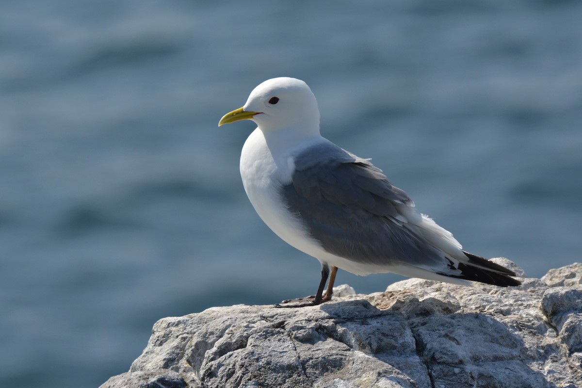 Black-legged Kittiwake - ML646648873