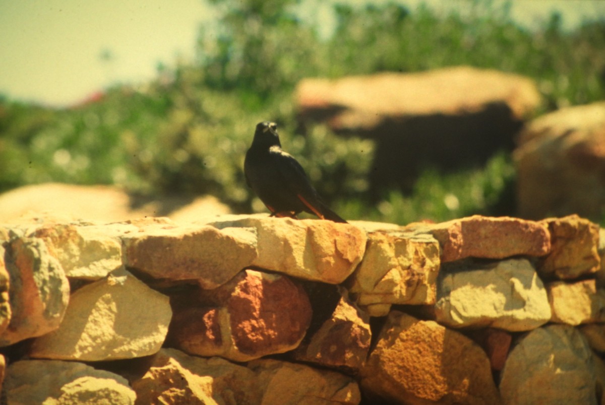 Red-winged Starling - ML646648877