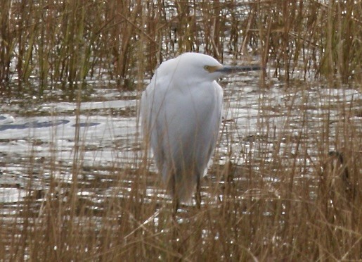 Snowy Egret - ML646648878