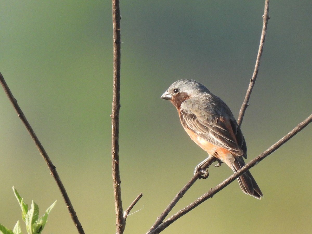 Schwarzkehlspelzer - ML646648880