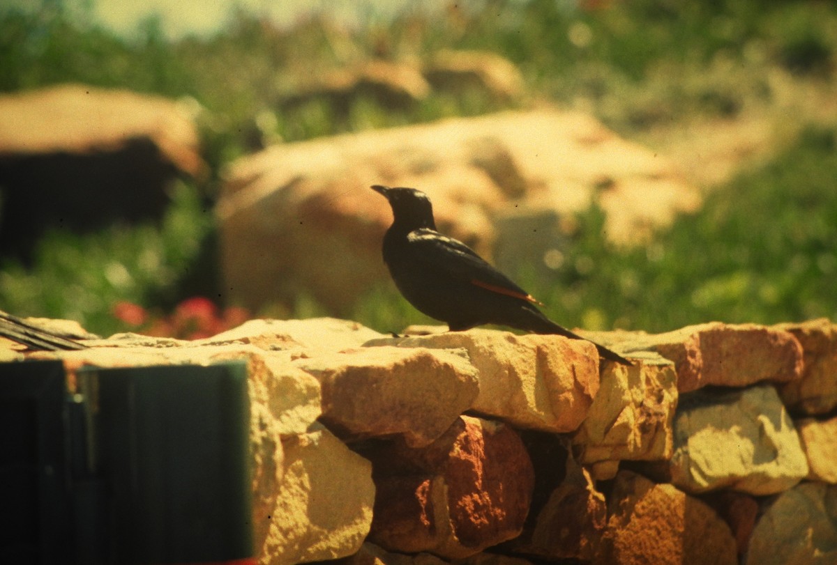 Red-winged Starling - ML646648881