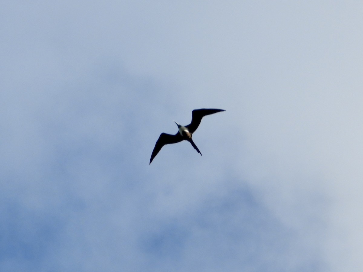 Magnificent Frigatebird - ML646648882