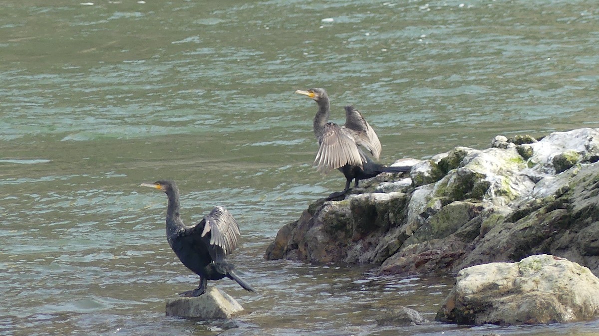 Great Cormorant - ML646648883