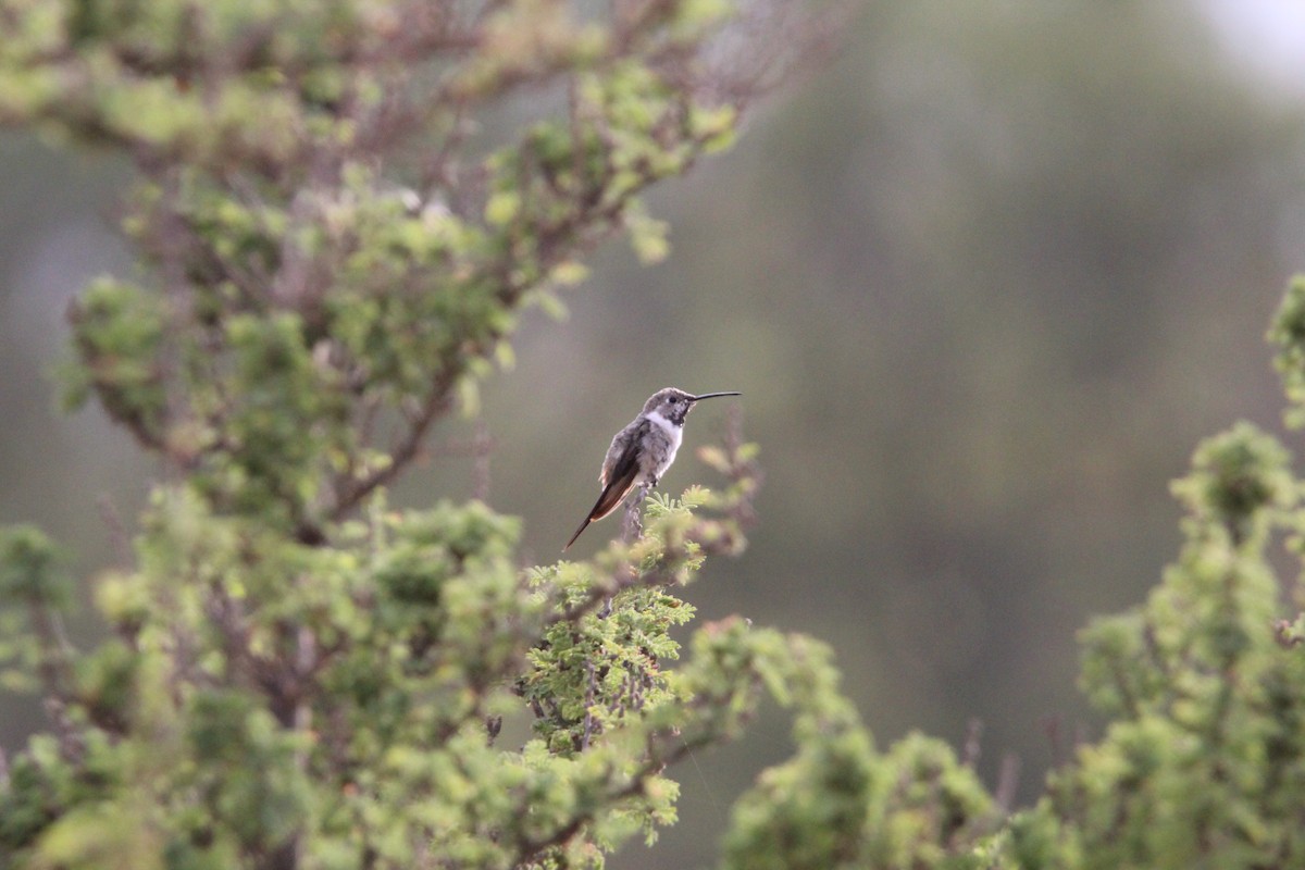 Oasis Hummingbird - ML646648887