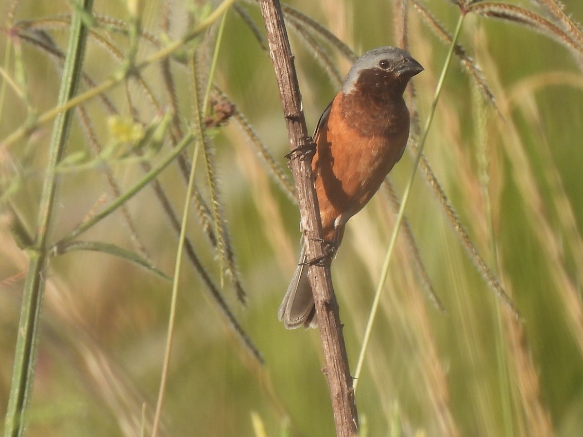 Schwarzkehlspelzer - ML646648888