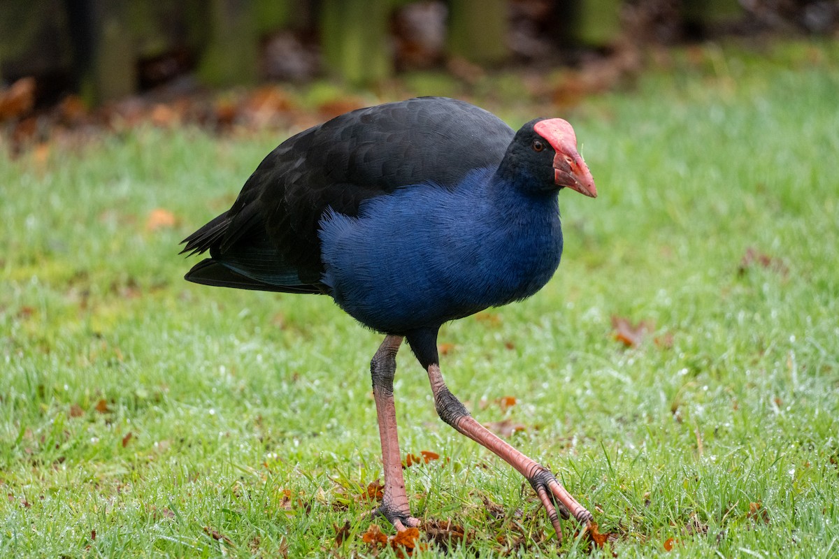 Australasian Swamphen - ML646648893