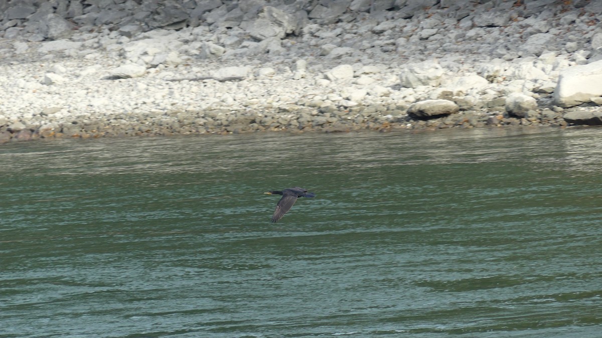 Great Cormorant - ML646648895