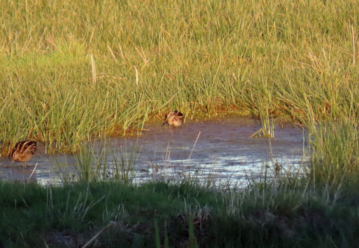 Jack Snipe - ML646648898