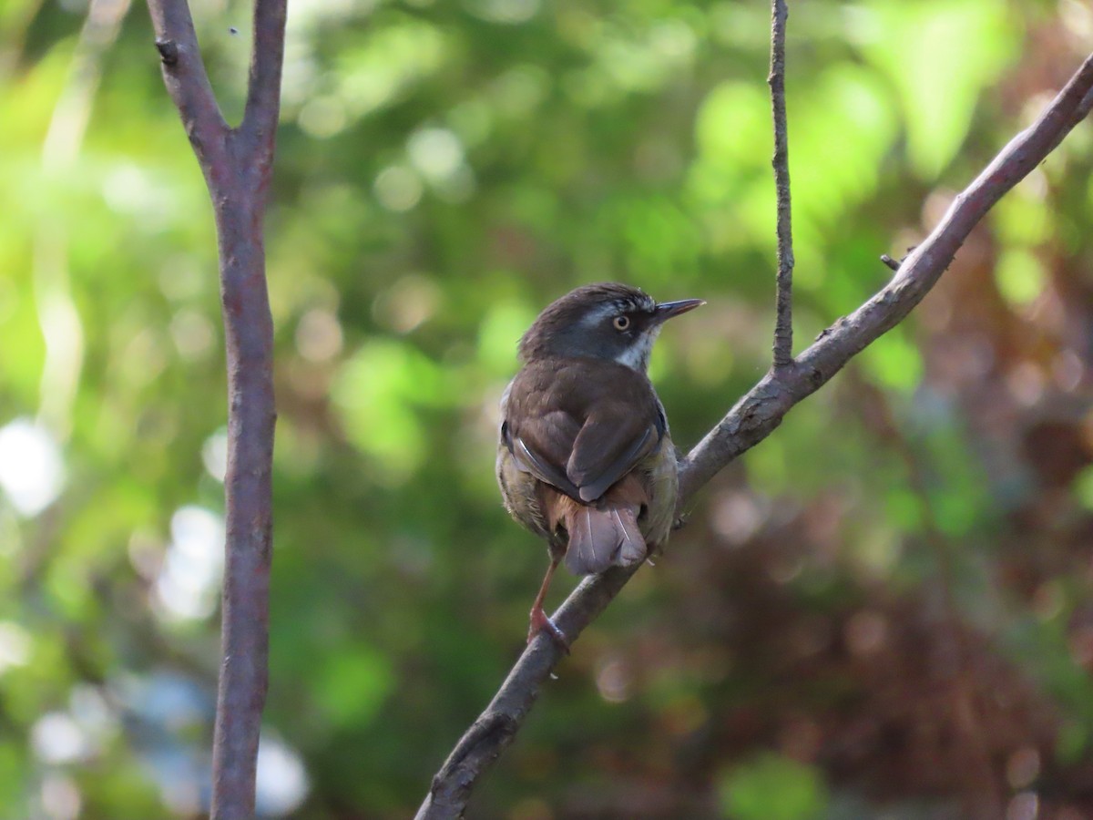 White-browed Scrubwren - ML646648899