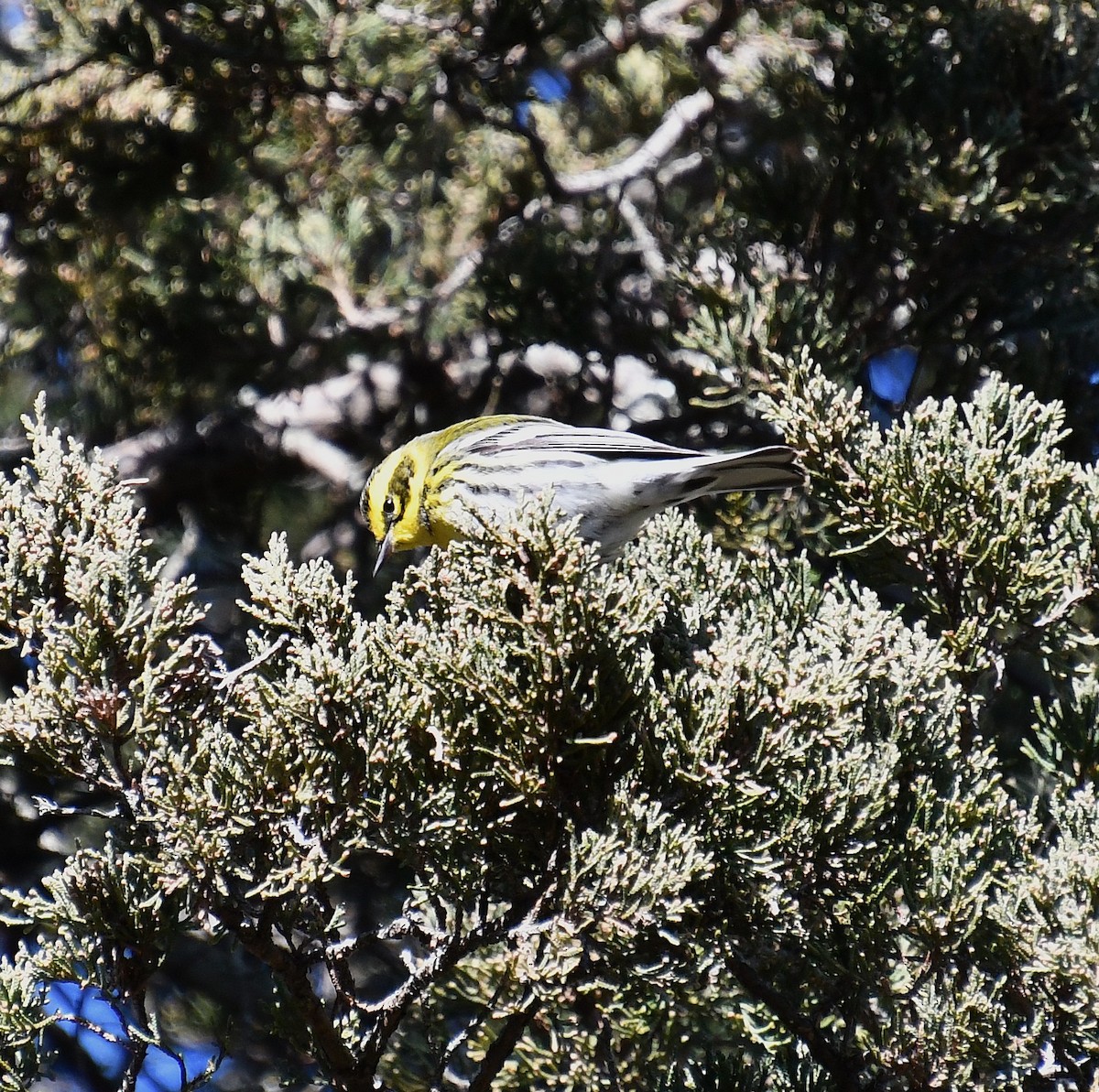 Townsend's Warbler - ML646648900