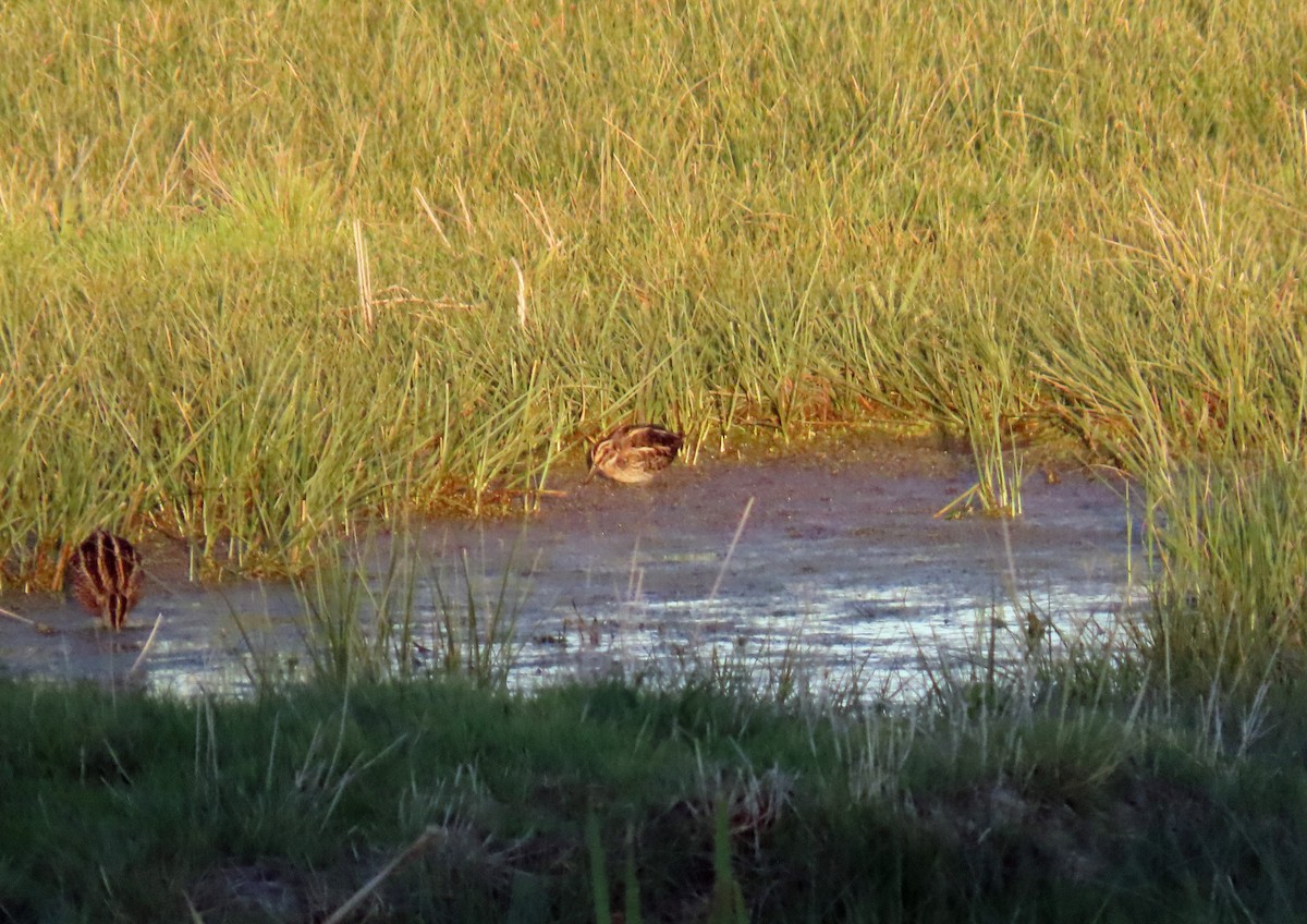 Jack Snipe - ML646648901