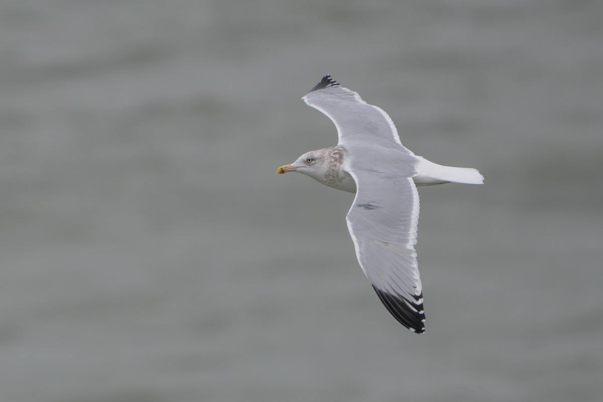American Herring Gull - ML646648902