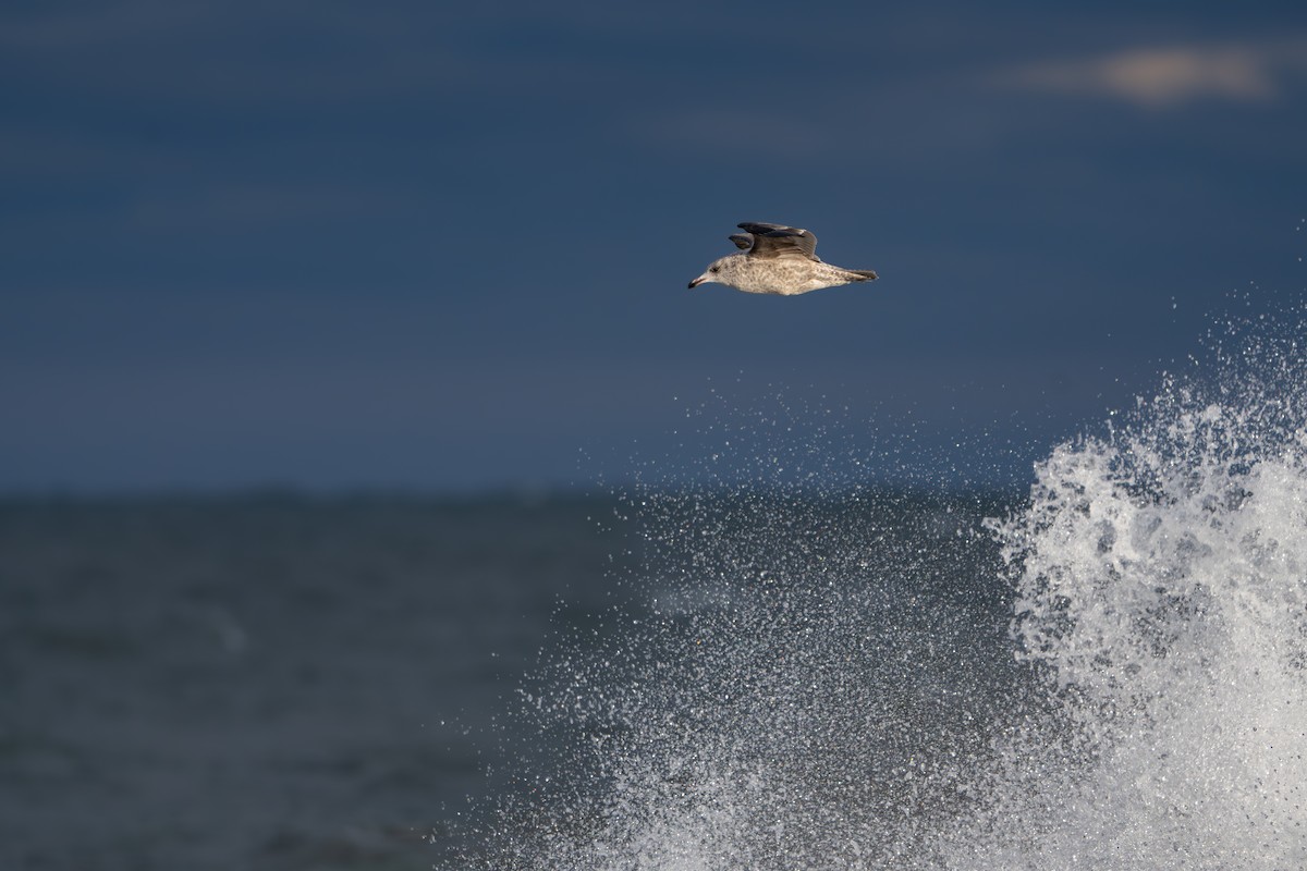 American Herring Gull - ML646648903