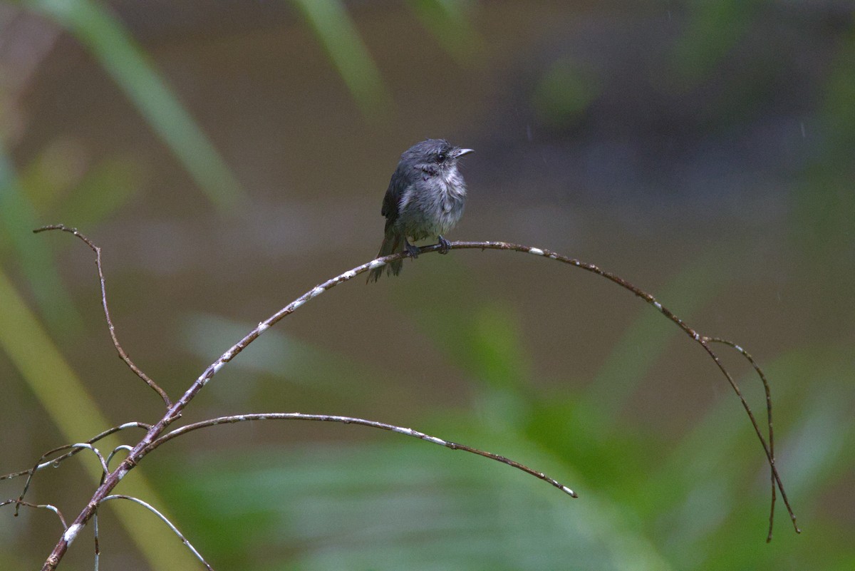 Dusky-blue Flycatcher - ML646648904