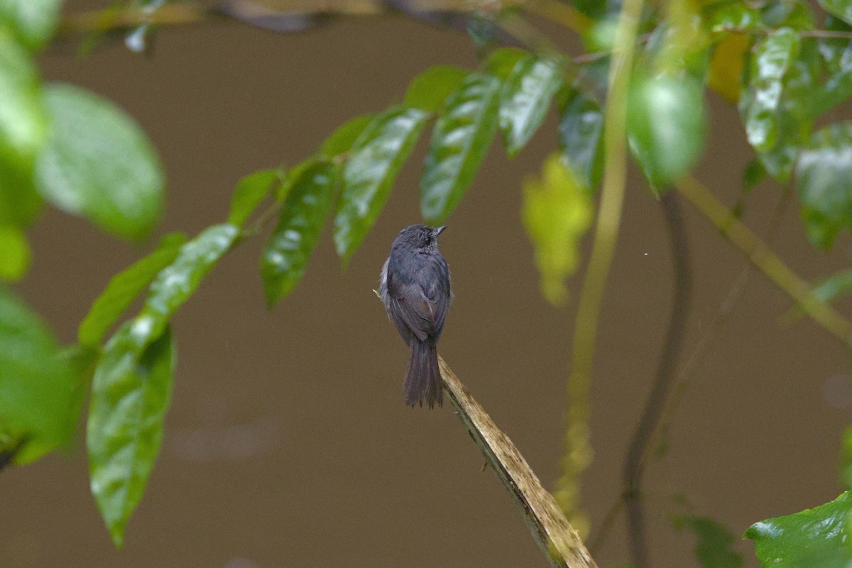 Dusky-blue Flycatcher - ML646648905