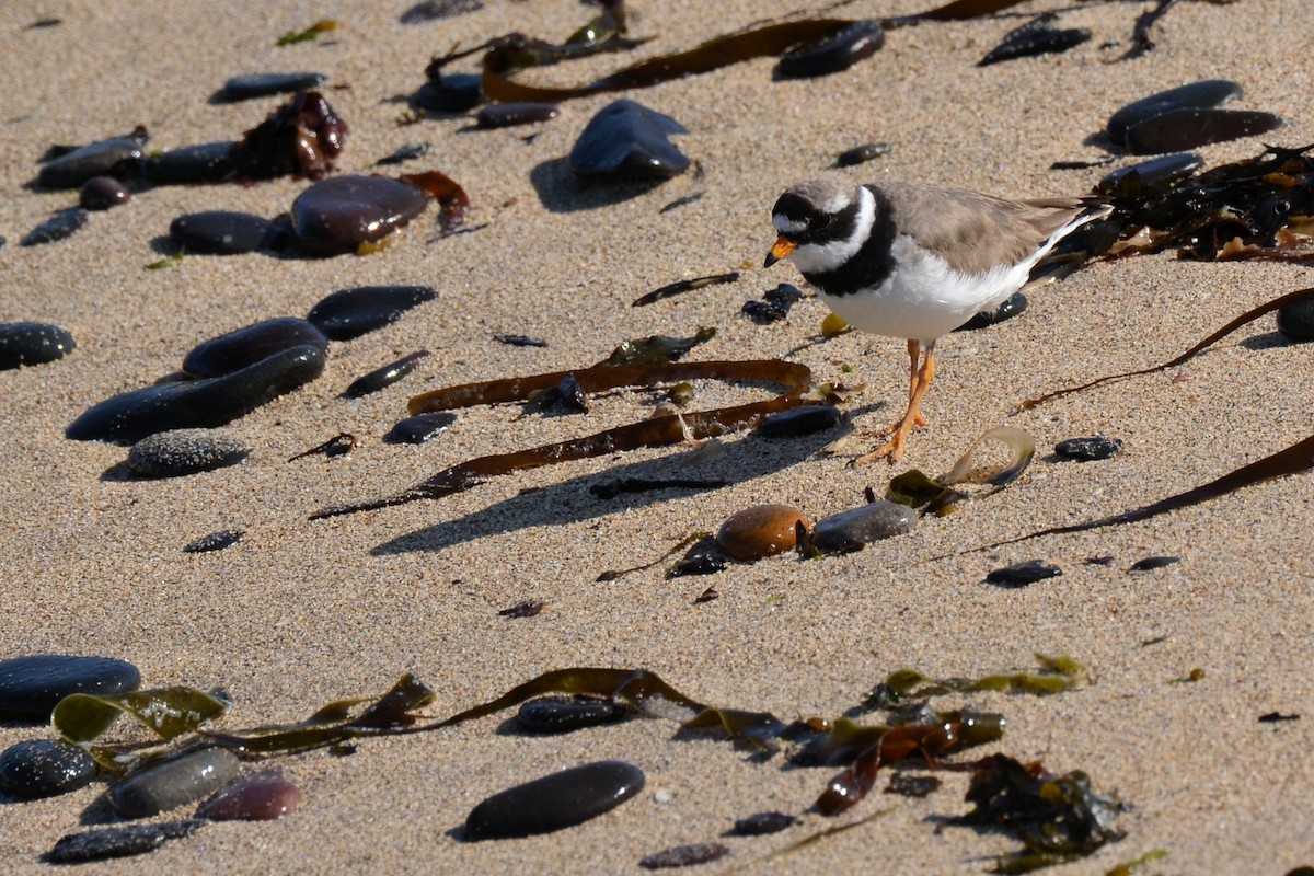 Common Ringed Plover - ML646648908