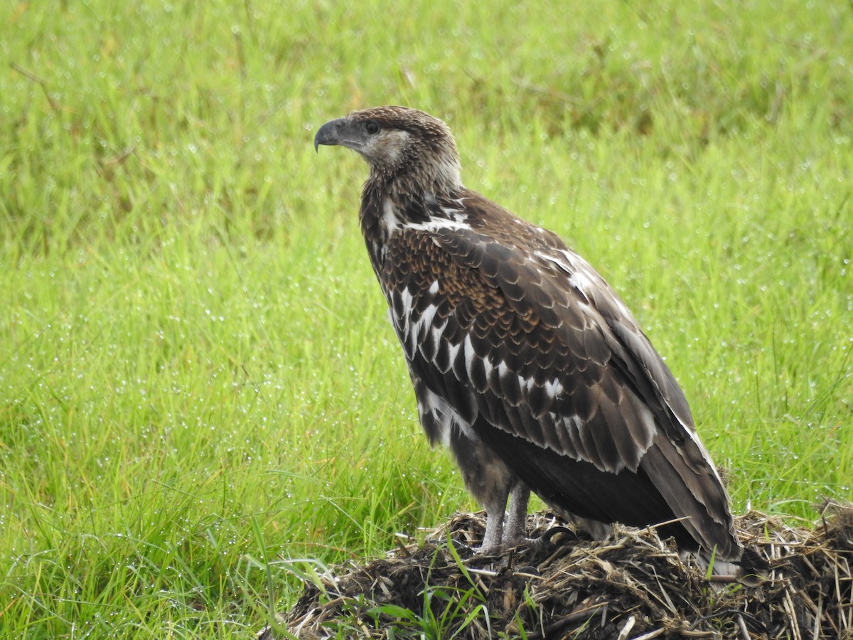 flodørn - ML646648909