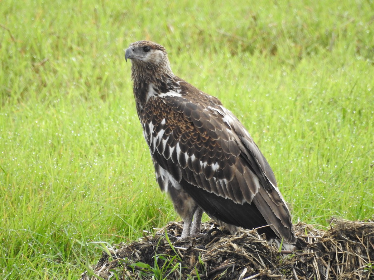 flodørn - ML646648910