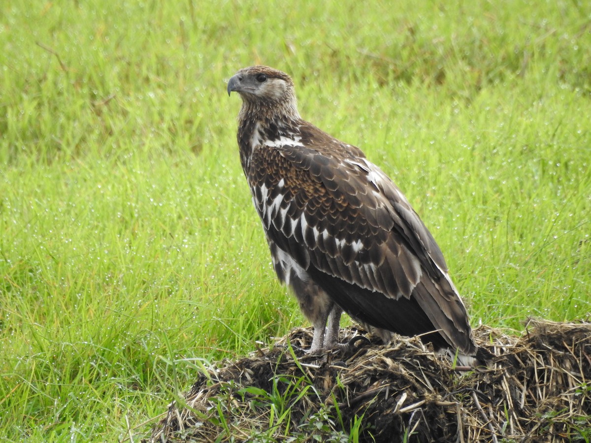 flodørn - ML646648911