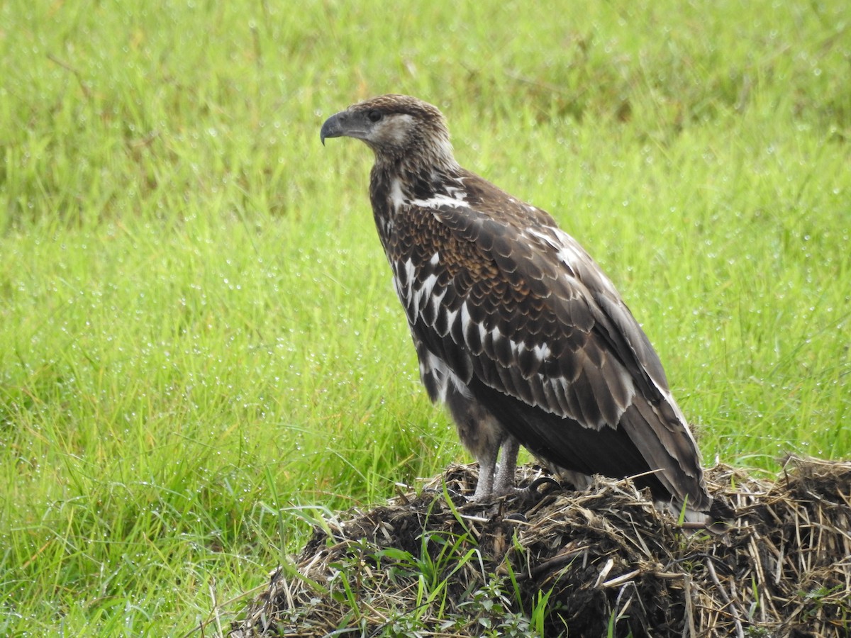 flodørn - ML646648912