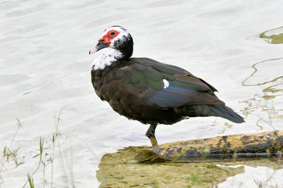 Muscovy Duck (Domestic type) - ML646648913