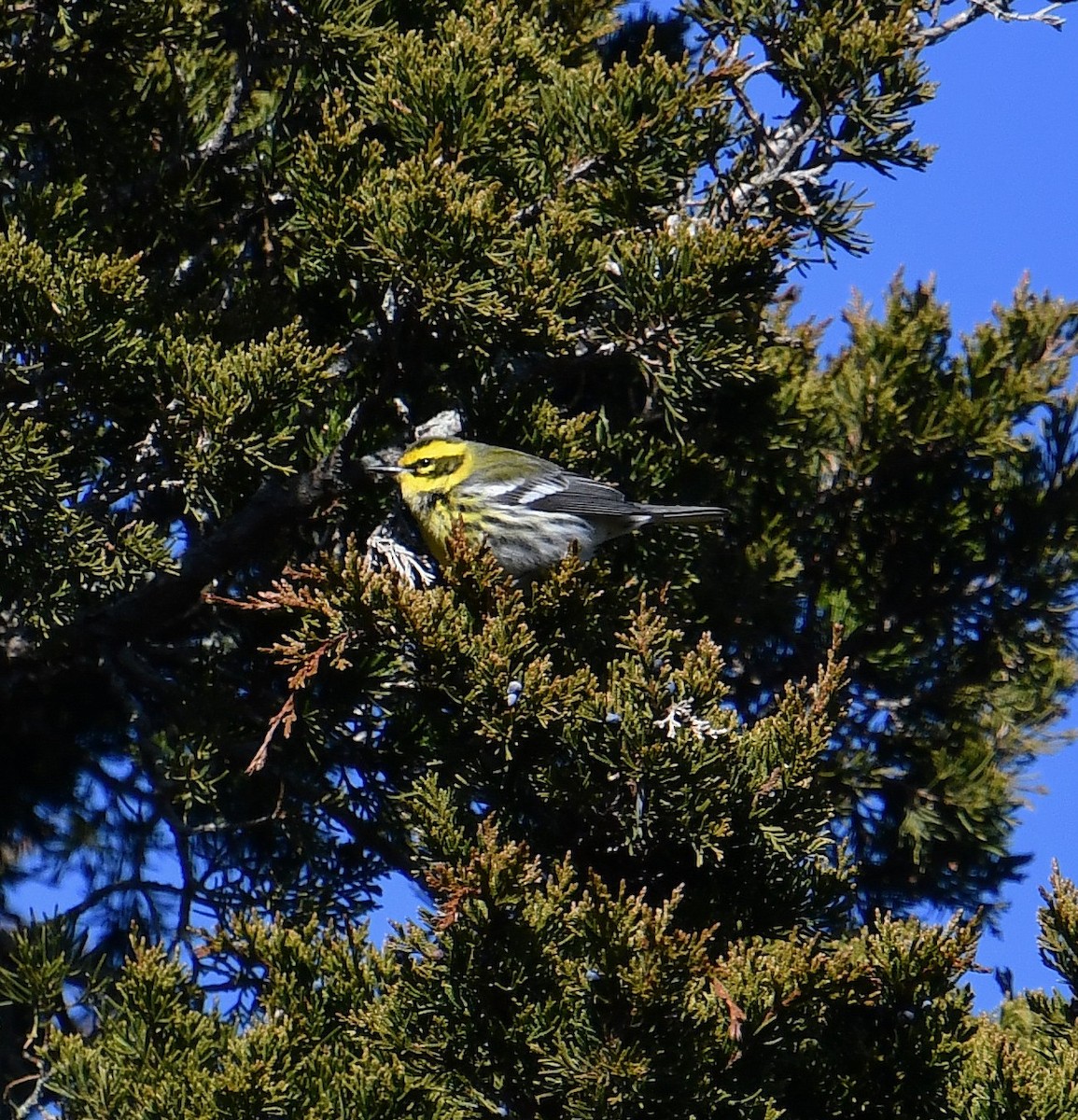 Townsend's Warbler - ML646648914