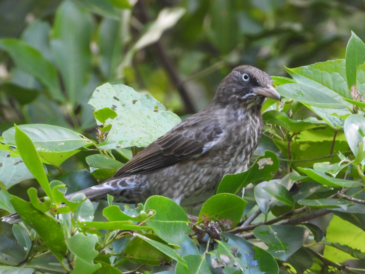 Pearly-eyed Thrasher - ML646648918