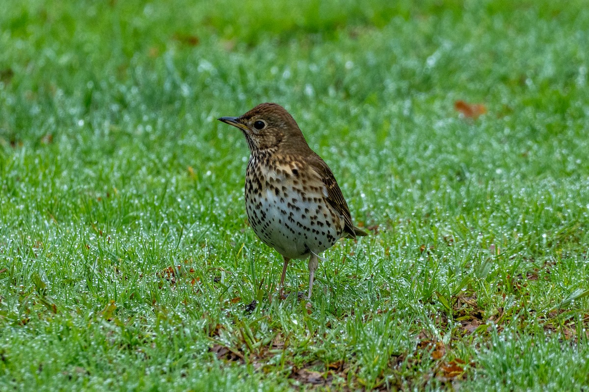 Tordo bottaccio - ML646648919