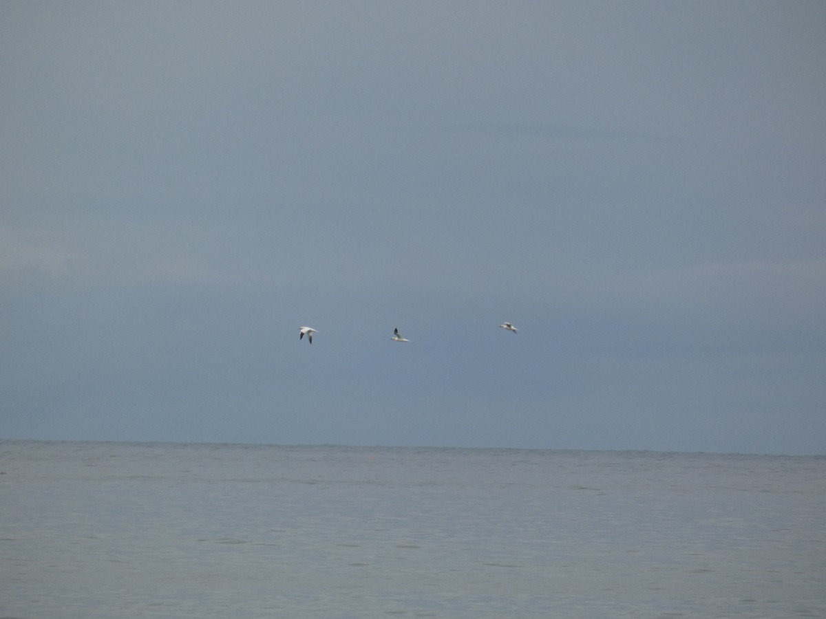 Alcatraz Atlántico - ML646648921