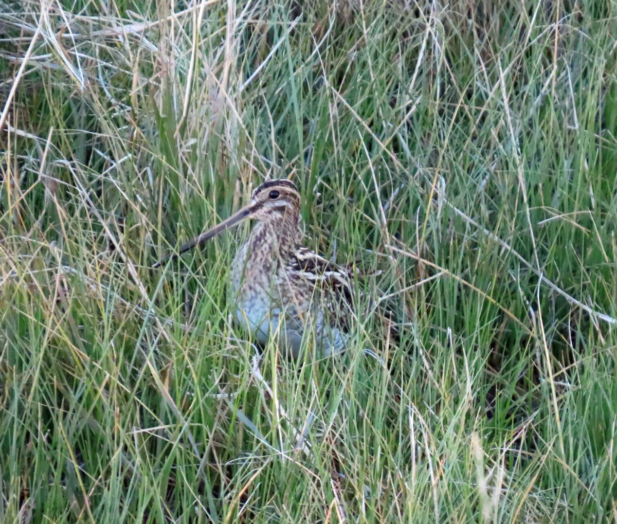 Common Snipe - ML646648923