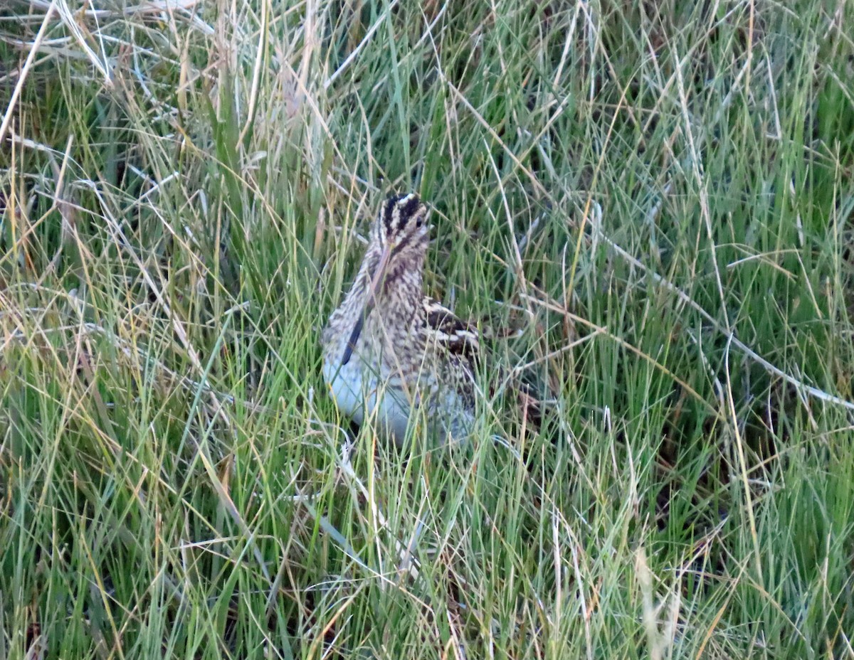 Common Snipe - ML646648924