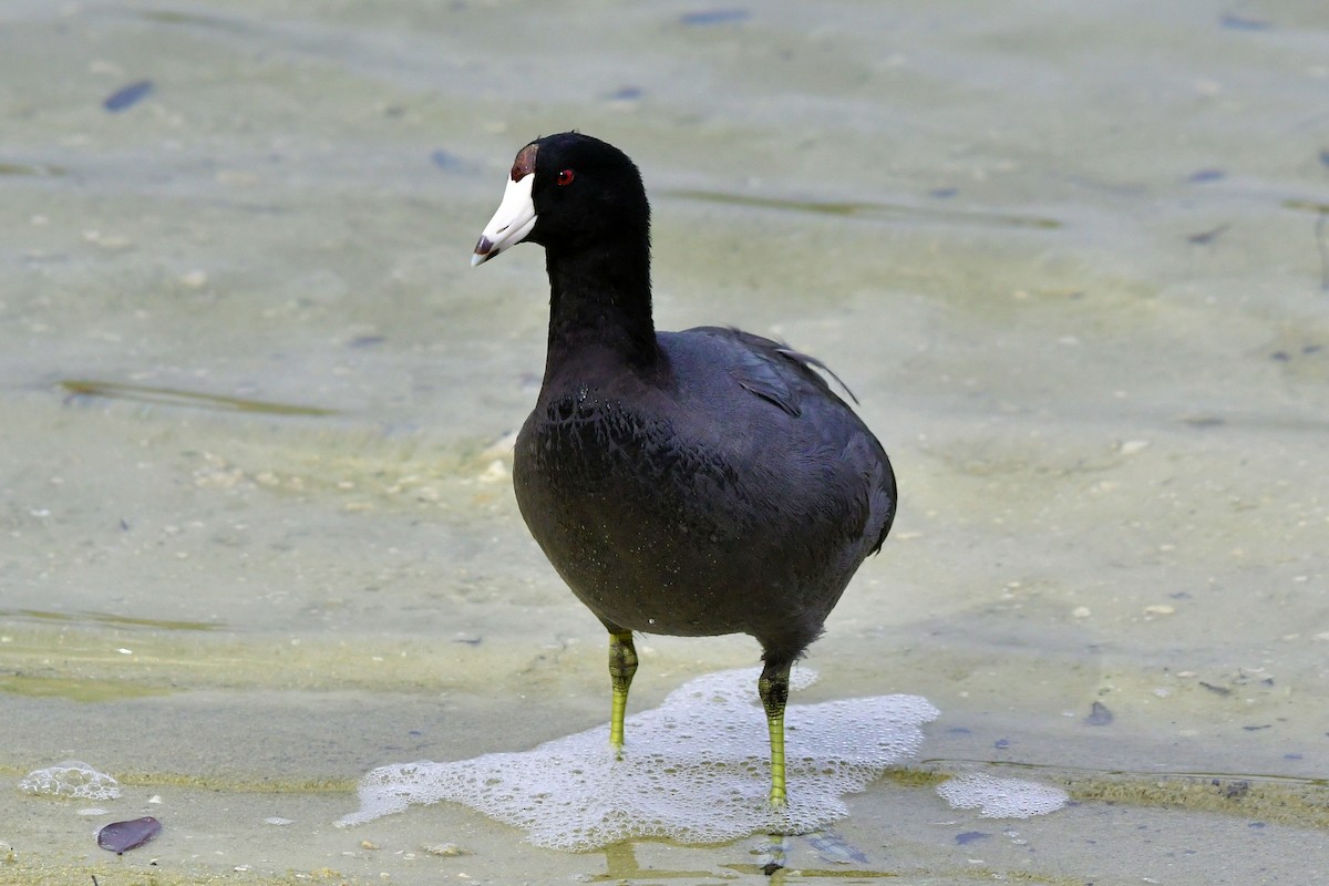 American Coot - ML646648925