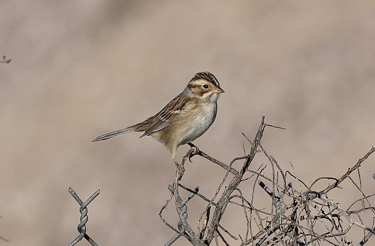 Clay-colored Sparrow - ML646648926