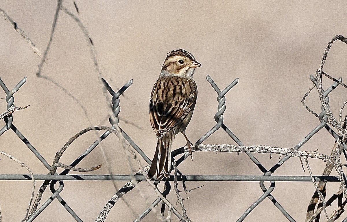 Clay-colored Sparrow - ML646648927