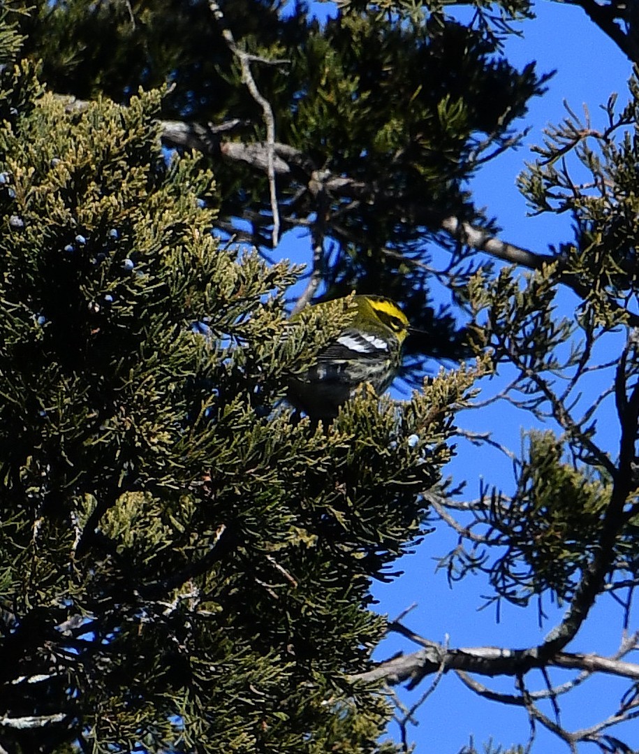 Townsend's Warbler - ML646648929