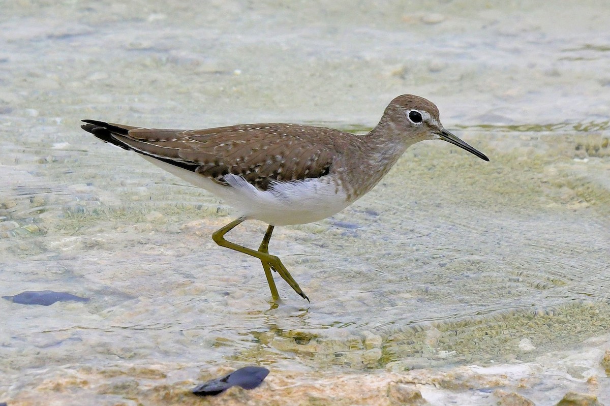 Solitary Sandpiper - ML646648933