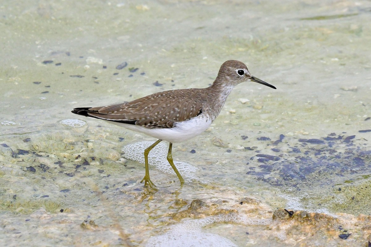 Solitary Sandpiper - ML646648934
