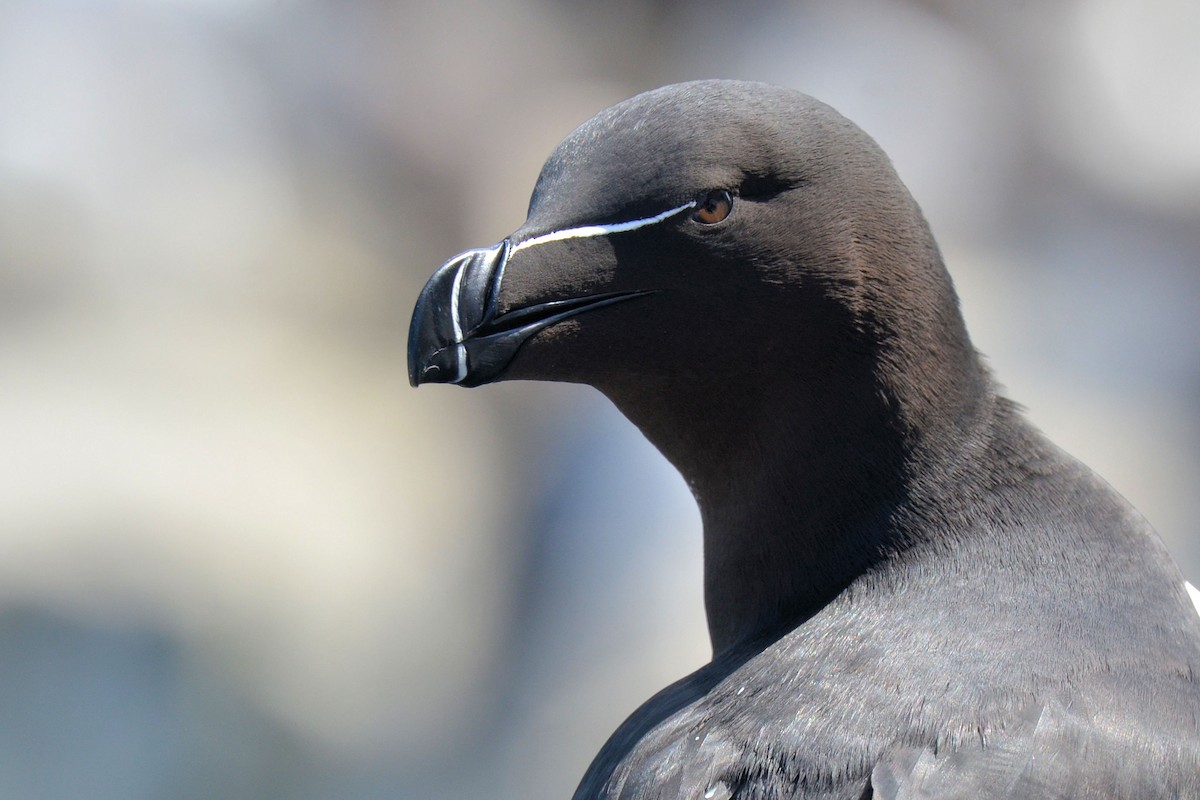 Razorbill - ML646648938