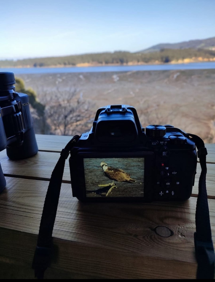 Osprey - ML646648942