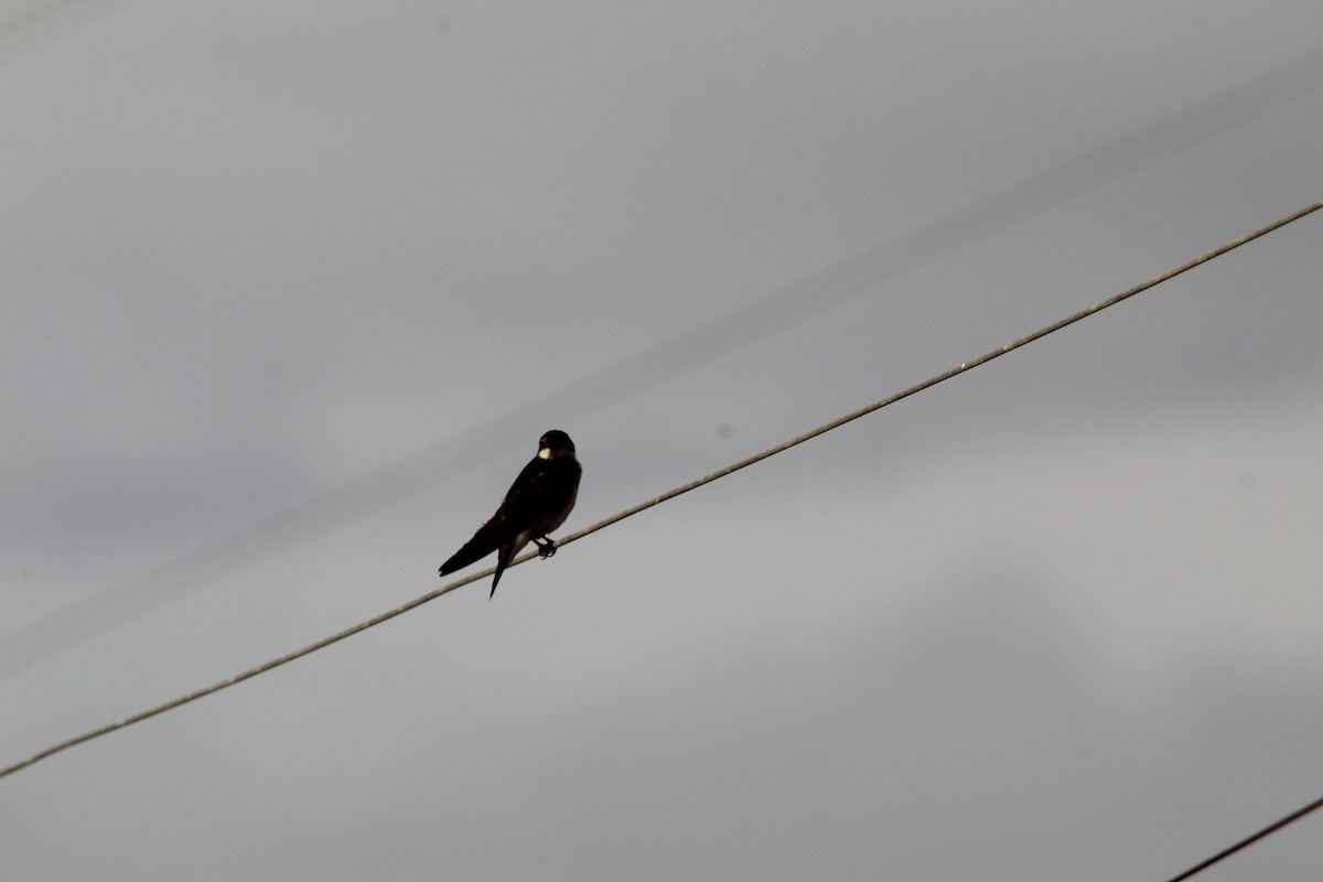 Chilean Swallow - ML646648946