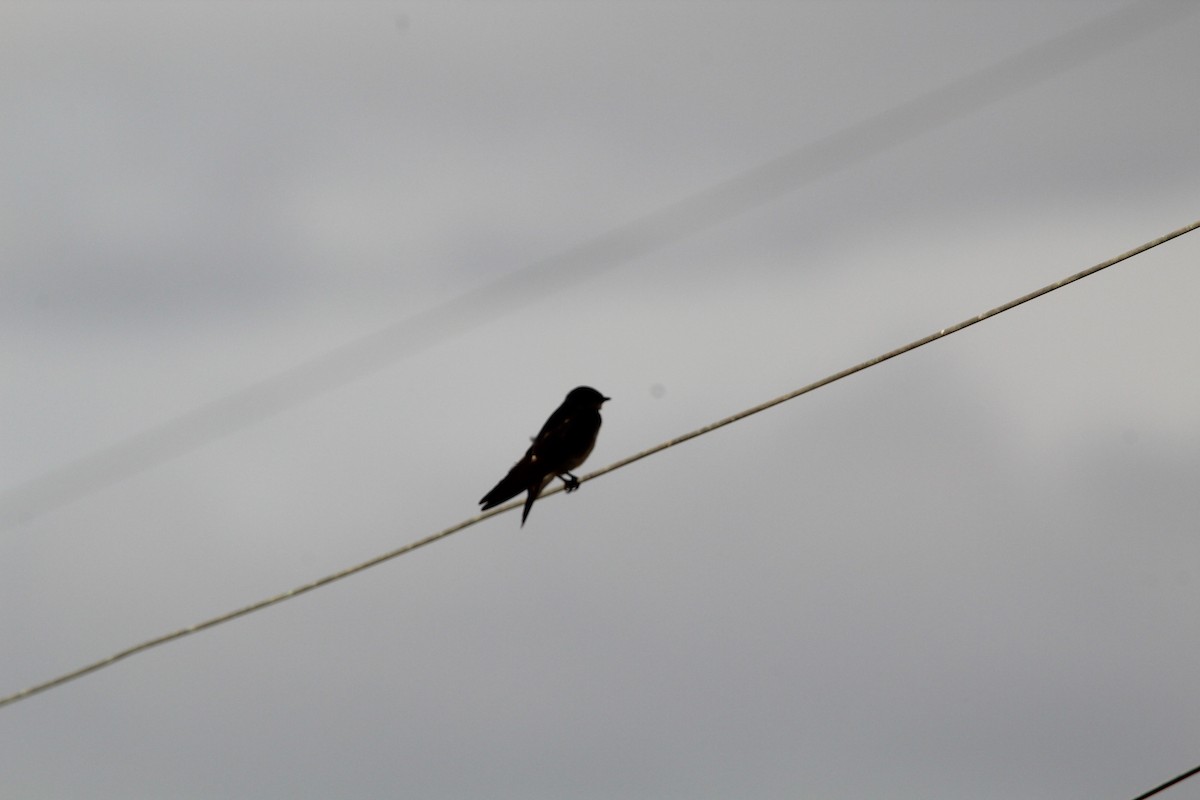 Chilean Swallow - ML646648947