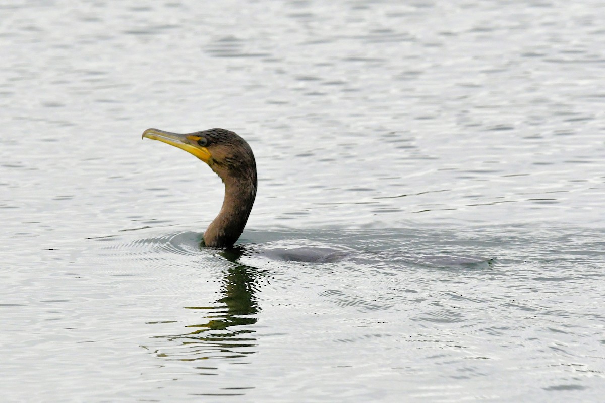 Double-crested Cormorant - ML646648948