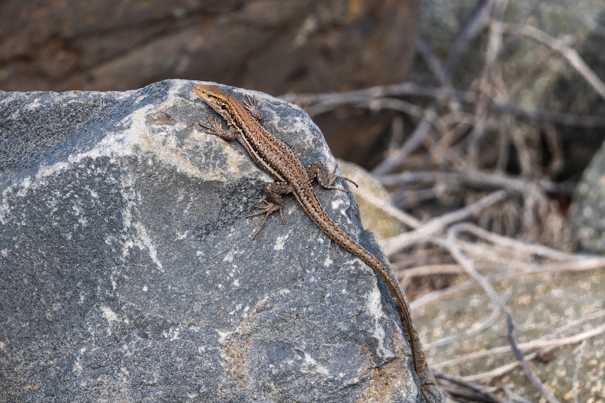 ニシカナリアカナヘビ - ML646648949