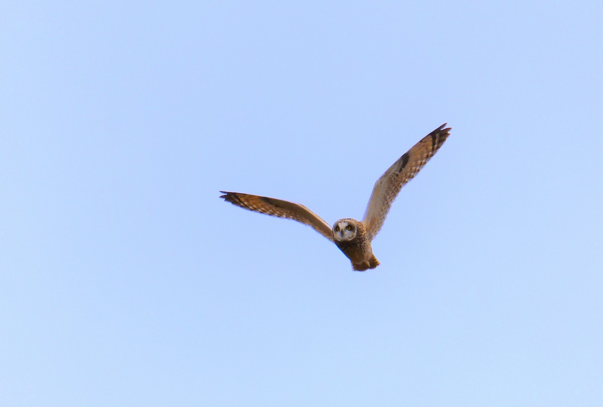 Short-eared Owl - ML646648950