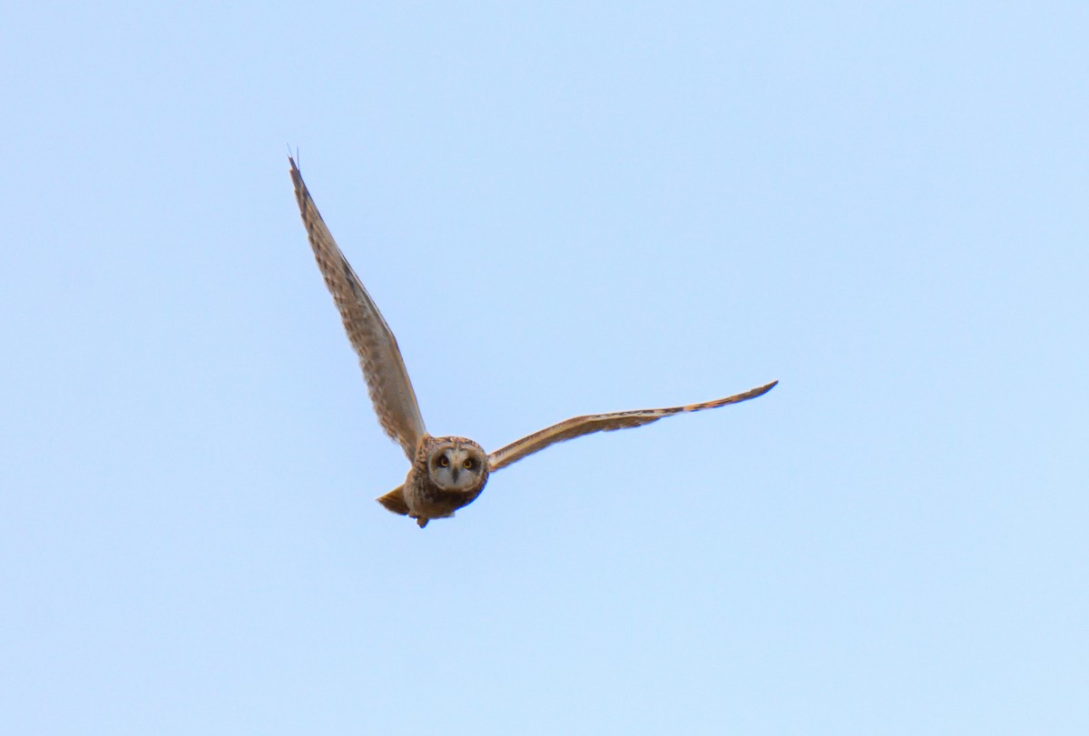 Short-eared Owl - ML646648952