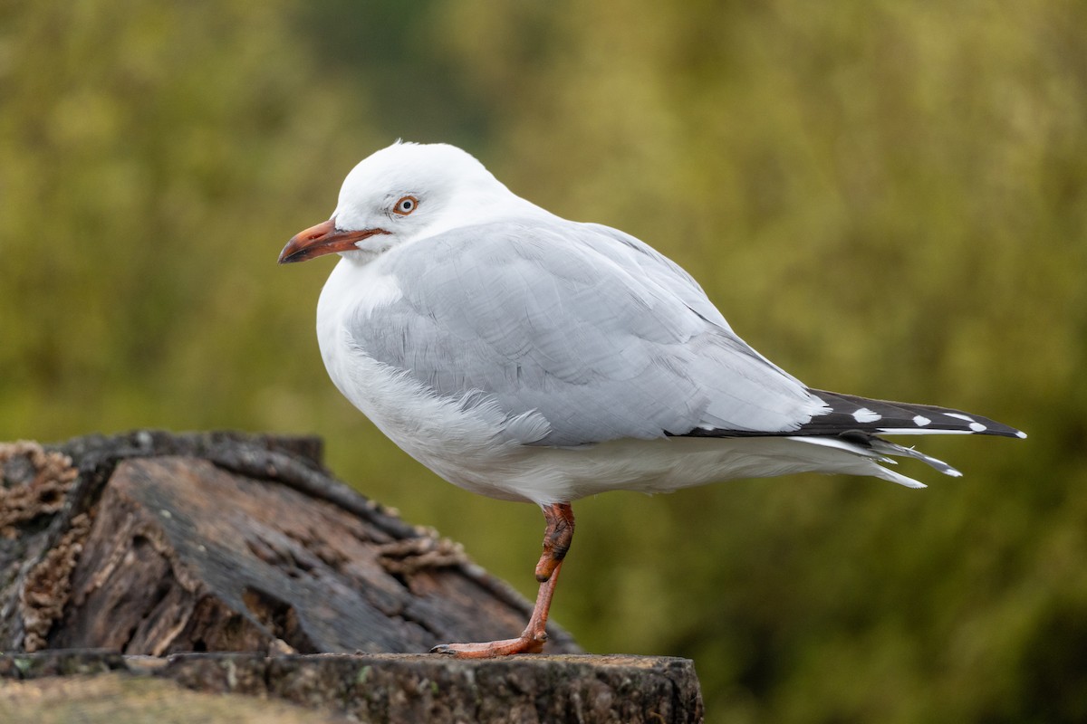 Silver Gull (Red-billed) - ML646648953