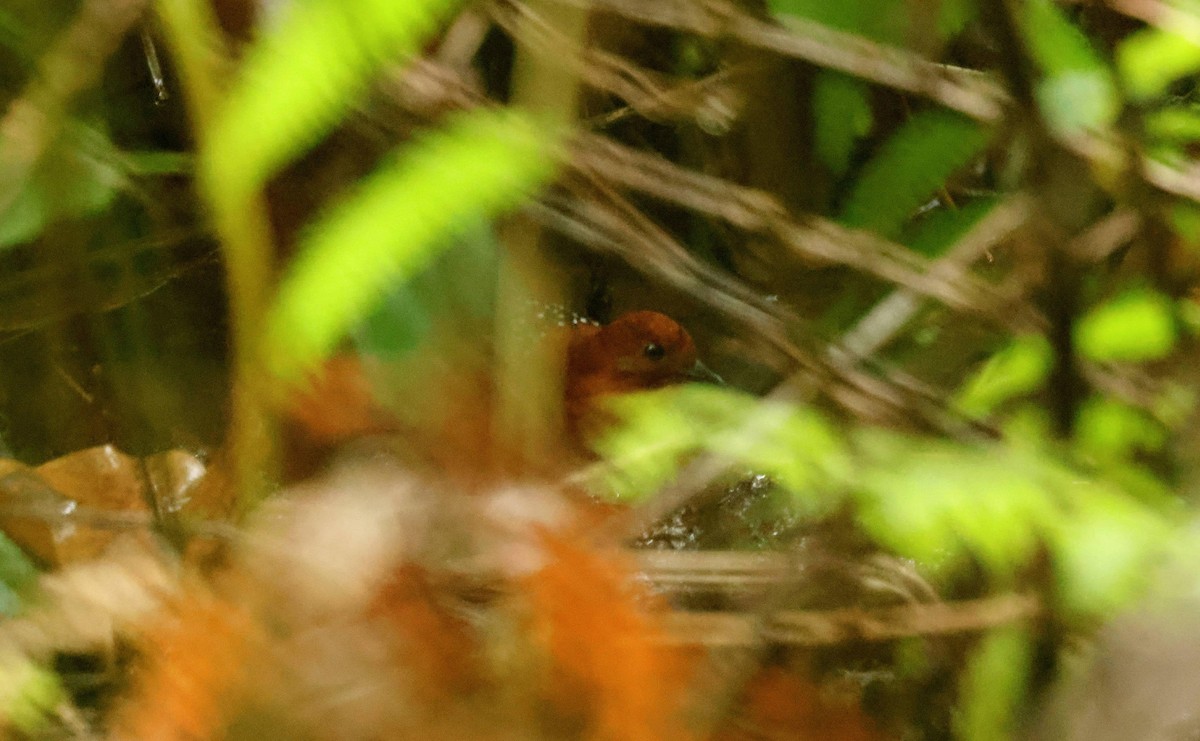 White-spotted Flufftail - ML646648955